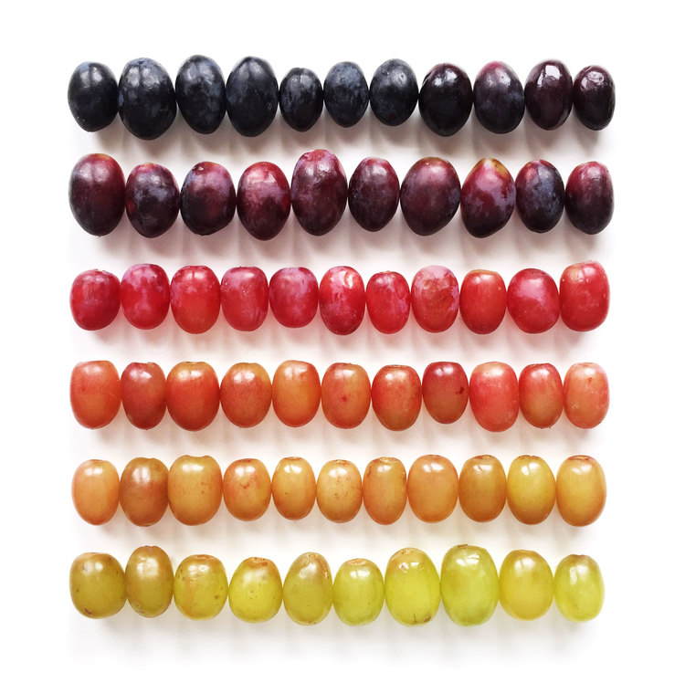 Brittany-Wright-Food-Gradients7-fisheyelemag