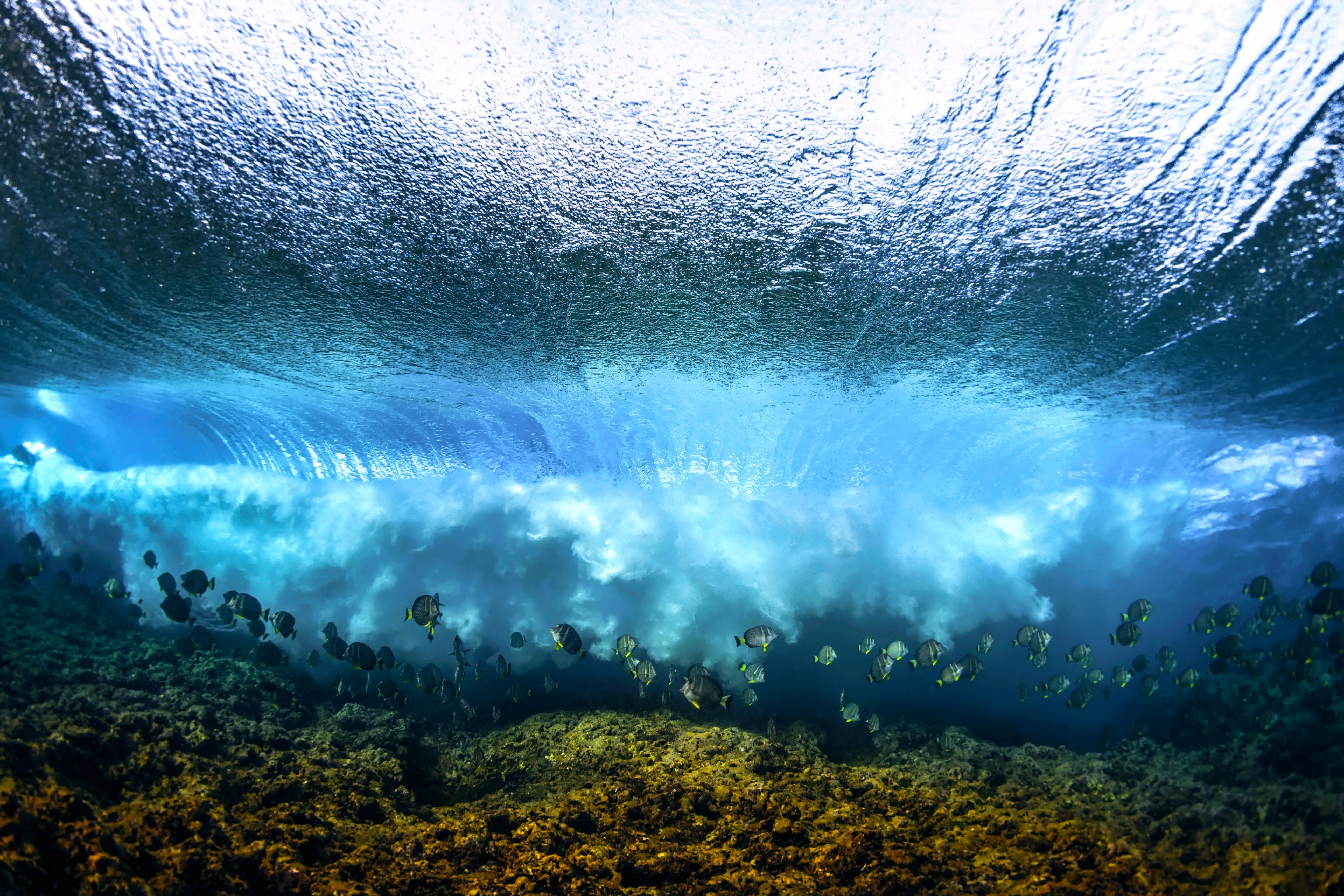 Fisheye Magazine | Underwater