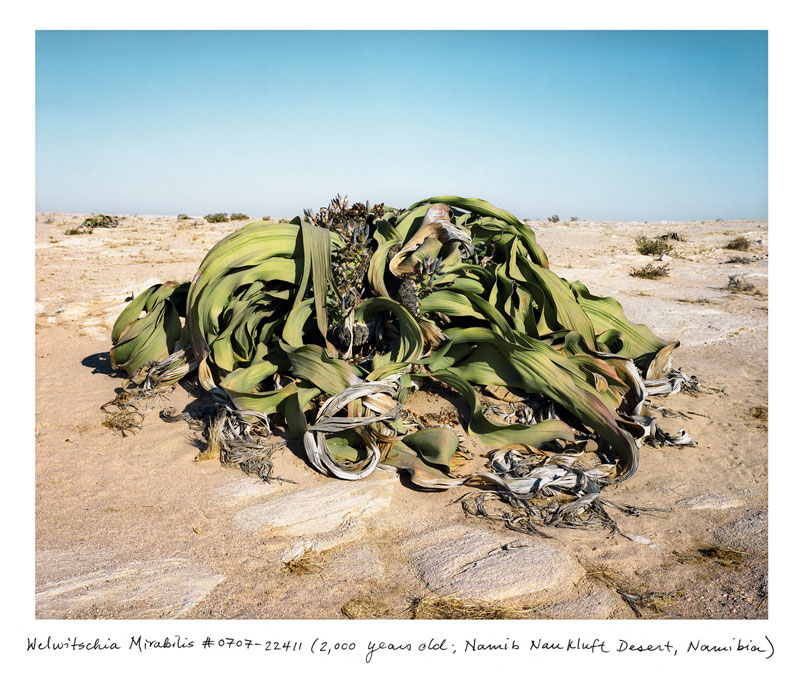 Rachel Sussman_The oldest living things in the world_01