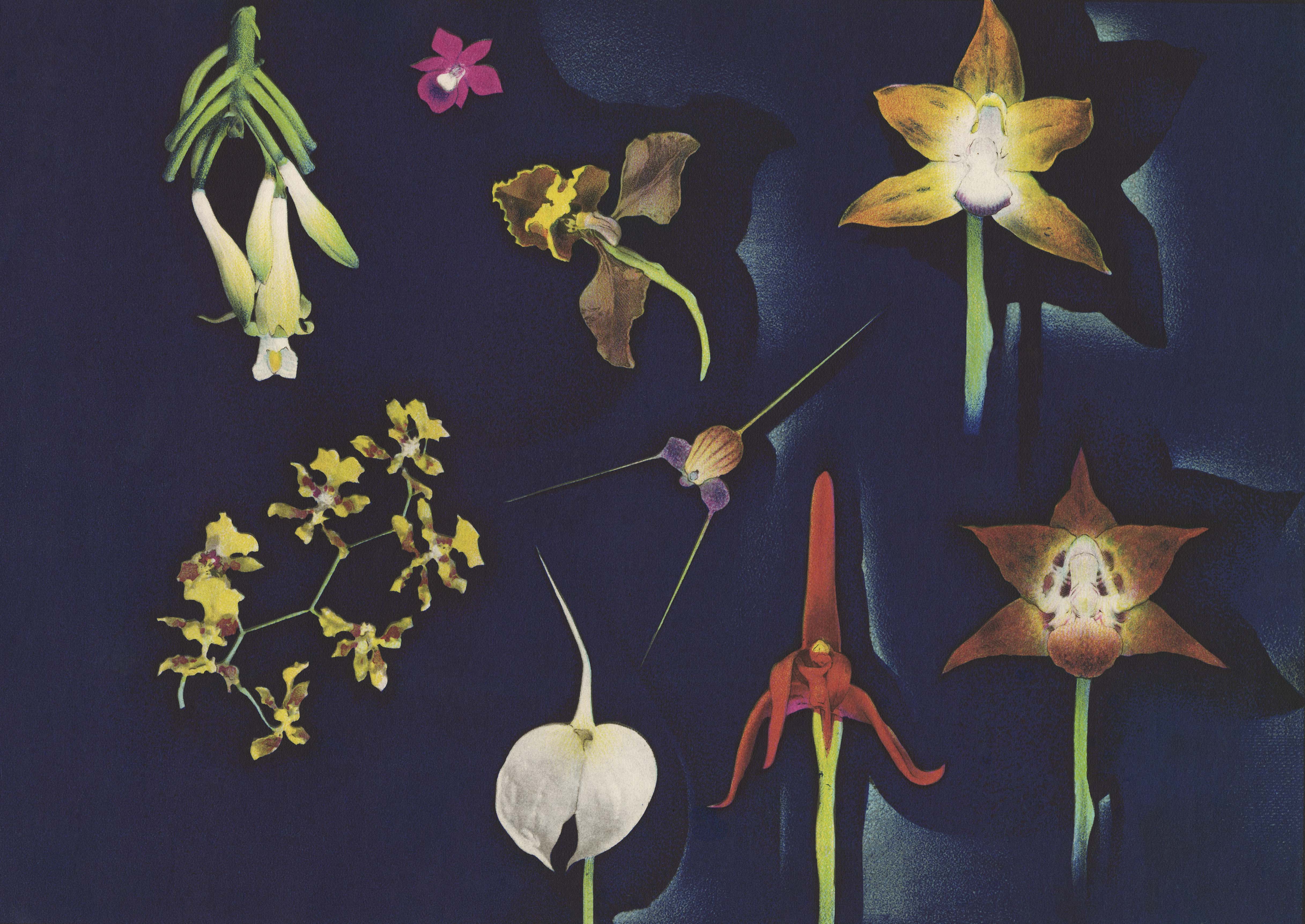 Colombian Orchids by Luis F. Osorio, 1941. Copyright free*