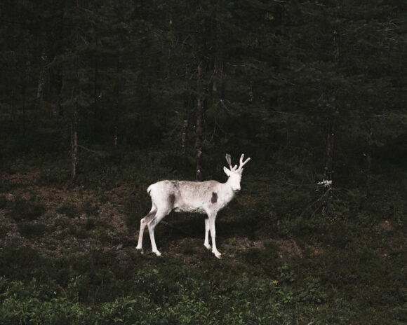 From "Slash and Burn" © Terje Abusdal