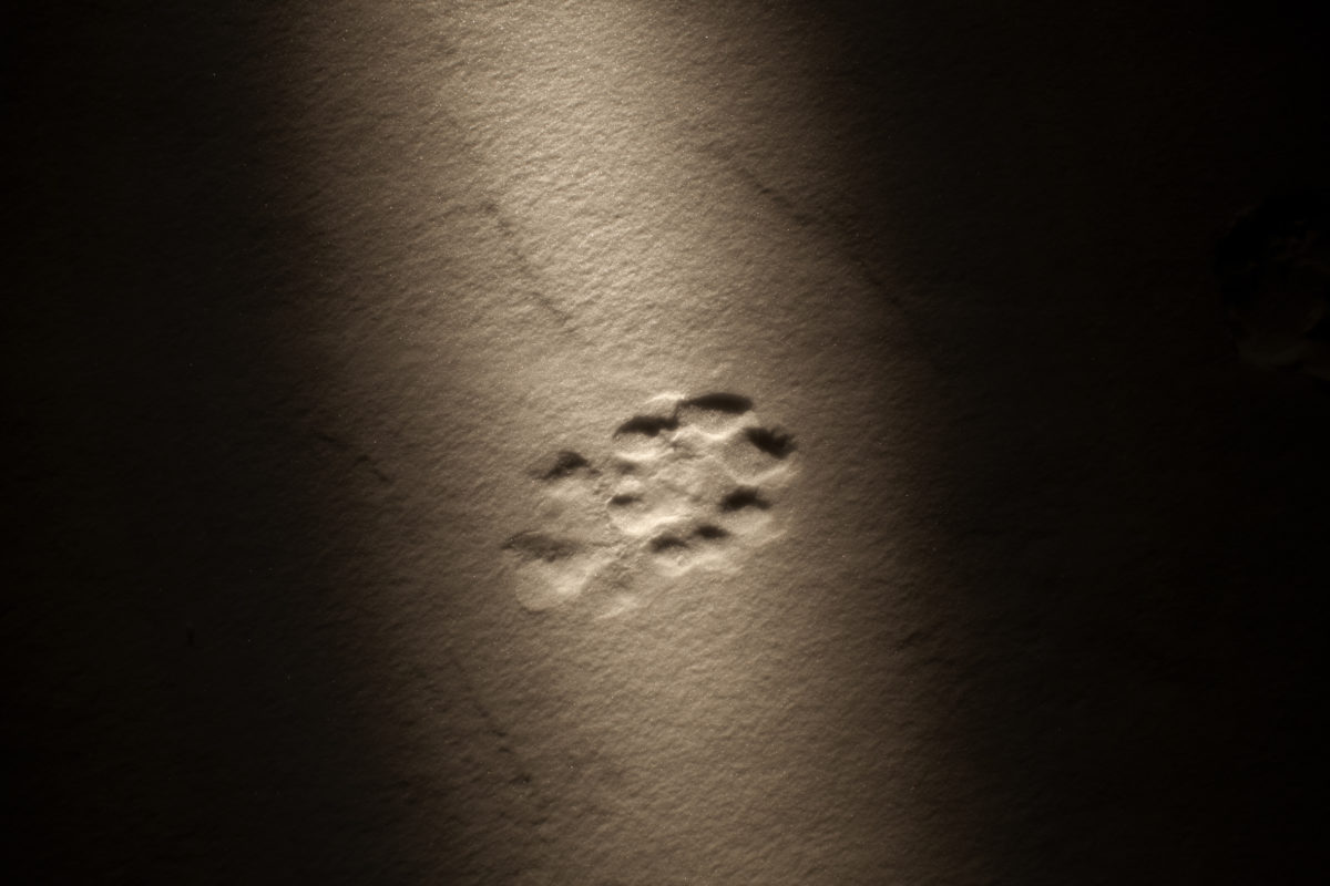 Detail of a tiger´s paw. Adult, about 3 year´s old heading west throught the Bikin River. Probably following a female deer. Kostya the hunter from "The hunter" © Alvaro Laiz