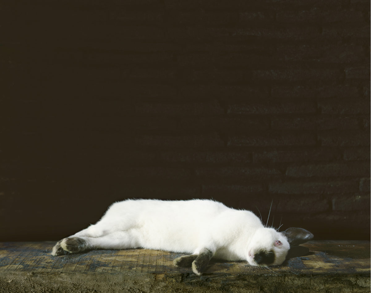 Le lapin mort, série « Les Natures mortes », 2007 © Véronique Ellena