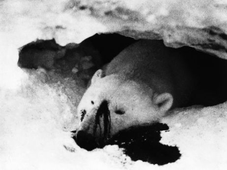 Dans l'œil de Lars Dyrendom : les ours polaires, victimes de la colonisation