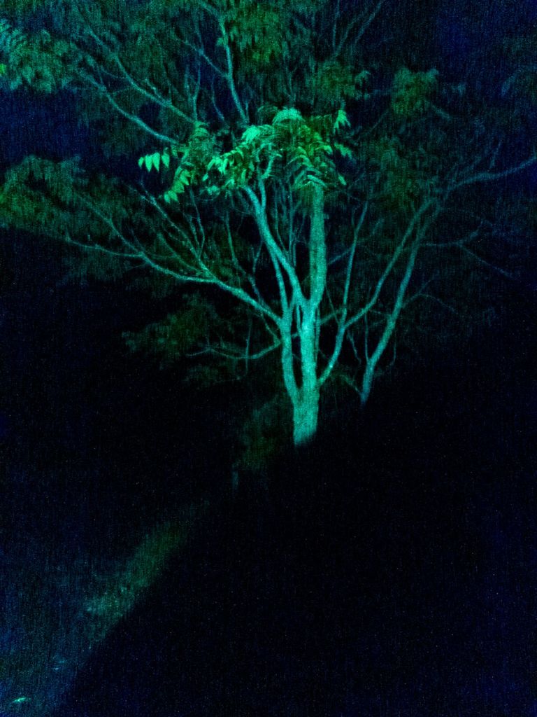 Un arbre pris en photo de nuit avec un flash, devenu vert fluorescent