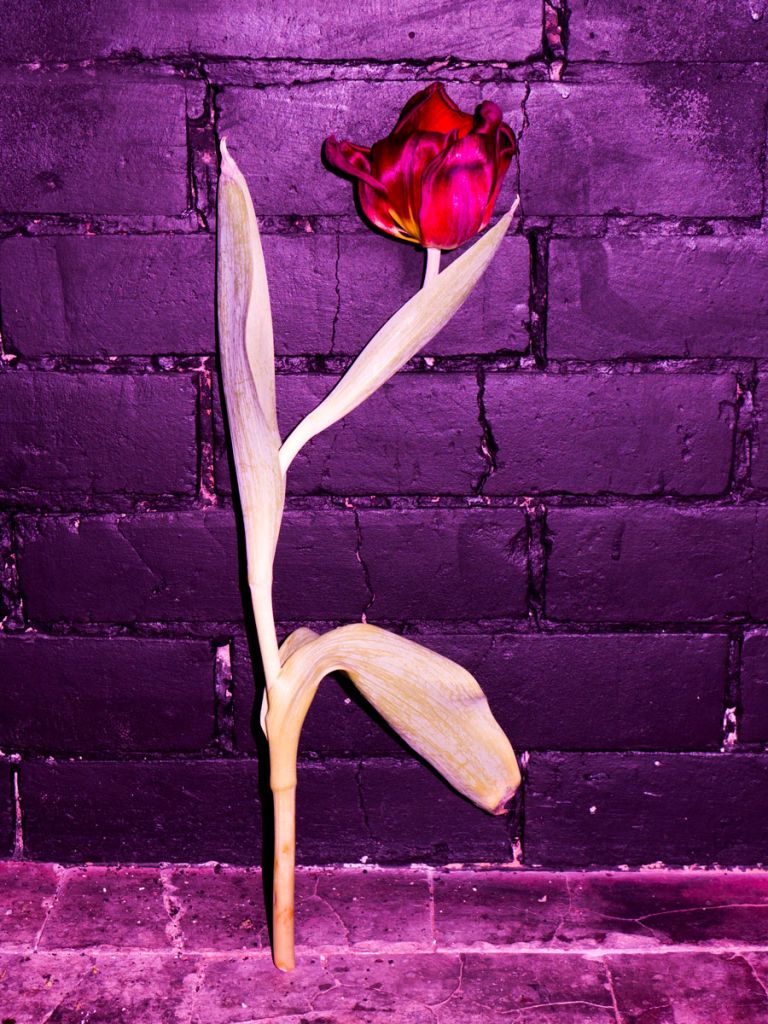 Une rose artificielle plantée sur des pierres, devant un mur de couleur violette