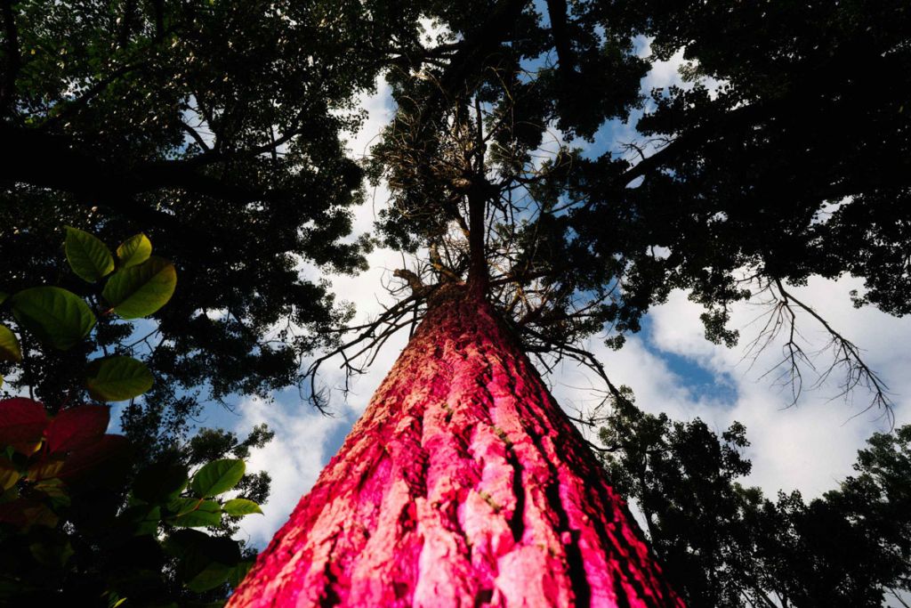 Photographie d'un tronc d'arbre dans la forêt par Dominik Scharf