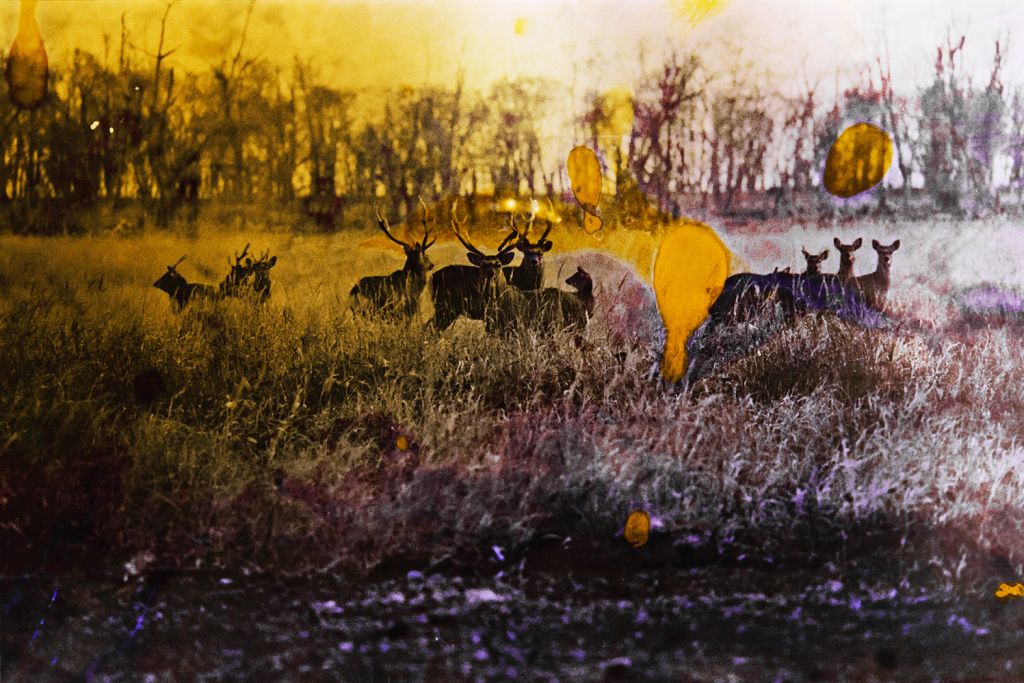 Des cerfs dans une prairie avec des arbres en fond. Le négatif a été altéré par un accident chimique au développement. De la série Negative Ecology de Yoshida Tamaki.