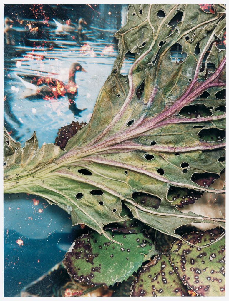 Collage d'une photo de cygne sur l'eau et d'une photo d'une grande feuille d'arbre trouée