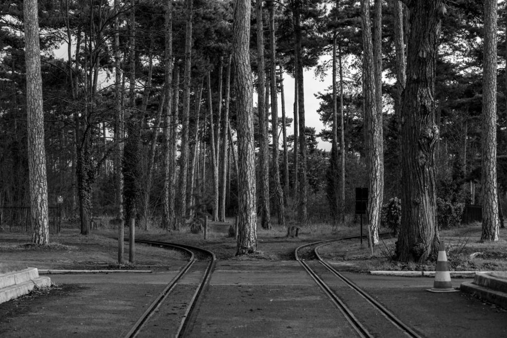 Une forêt traversée par des rails de train, image en noir et blanc