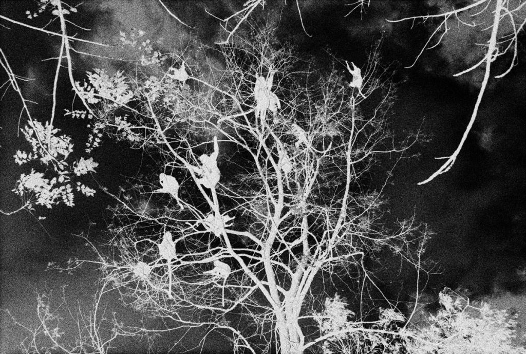 Photo en noir et blanc, des oiseaux perchés sur les branches d'un arbre.