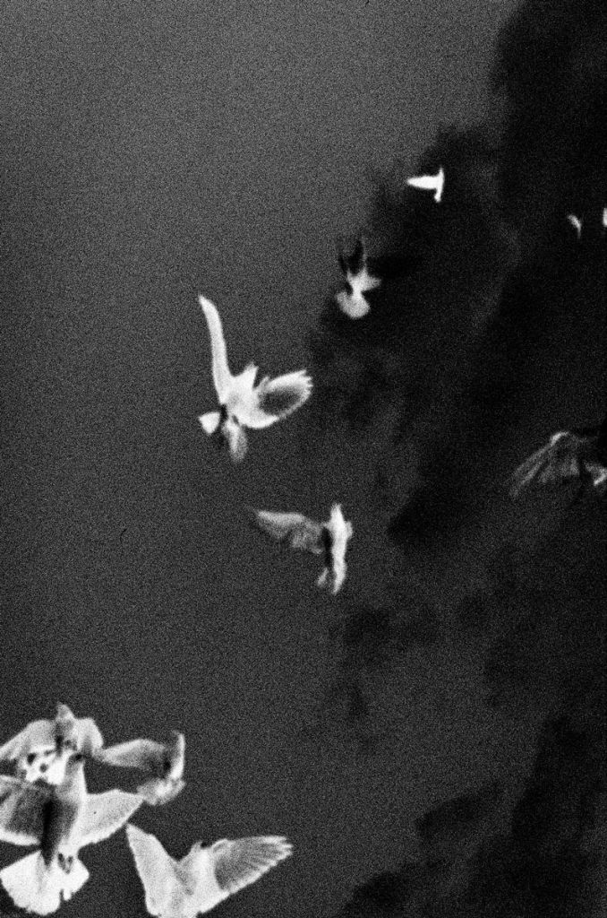 Une nuée d'oiseaux, photo en noir et blanc