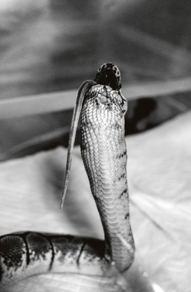 Photographie en noir et blanc de Chloé Jafé montrant un serpent