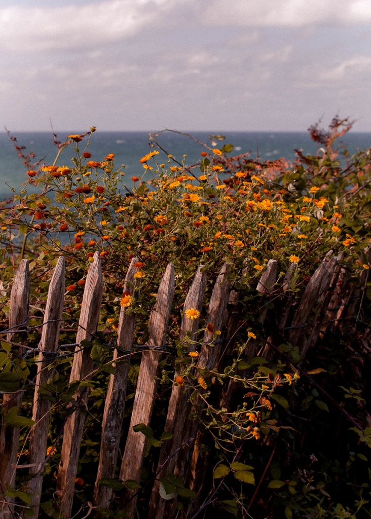 fleurs sur un chemin