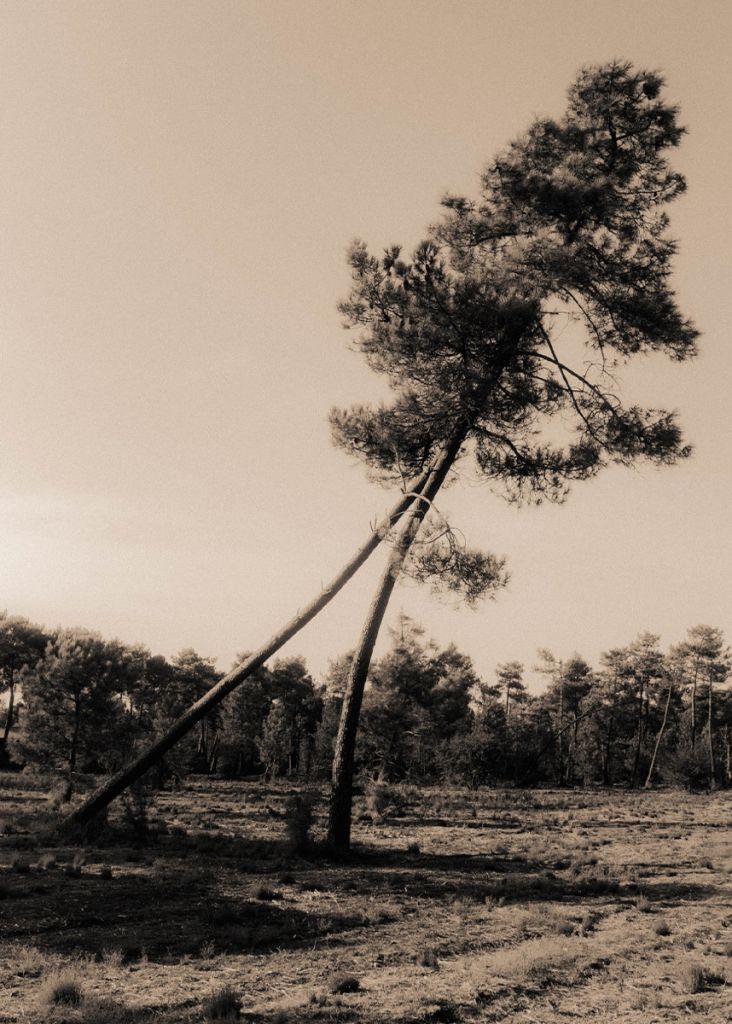 arbre en sépia