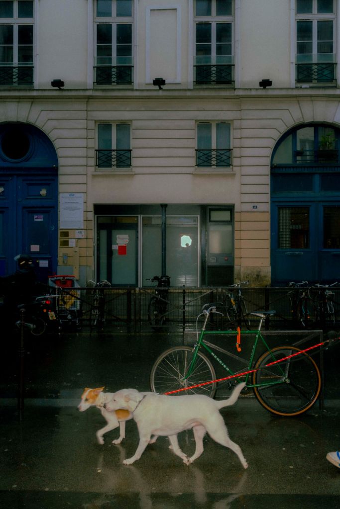 Photographie d'Alexis Barbe montrant deux chiens se promenant dans Paris