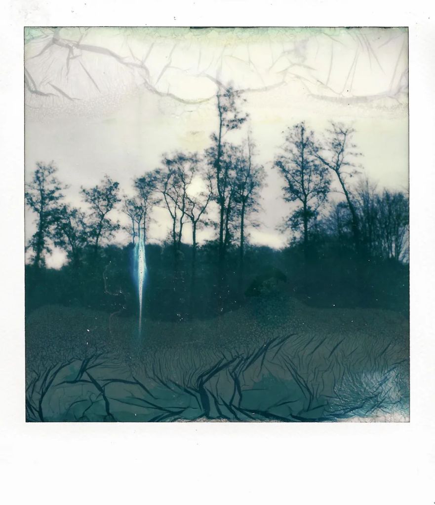 Polaroid baigné dans une soupe où on y voit la forêt.