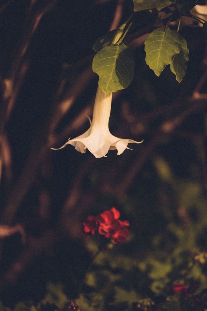 Plan rapproché sur deux fleurs qui semblent se faire face