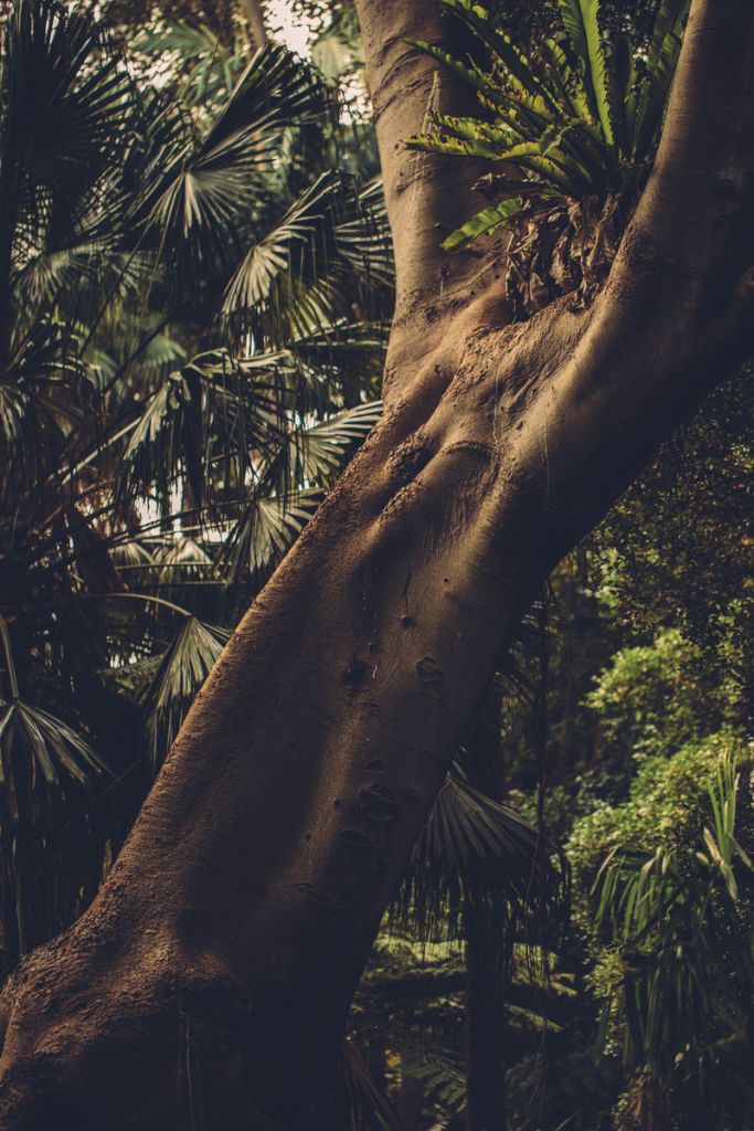 Un arbre dans une forêt