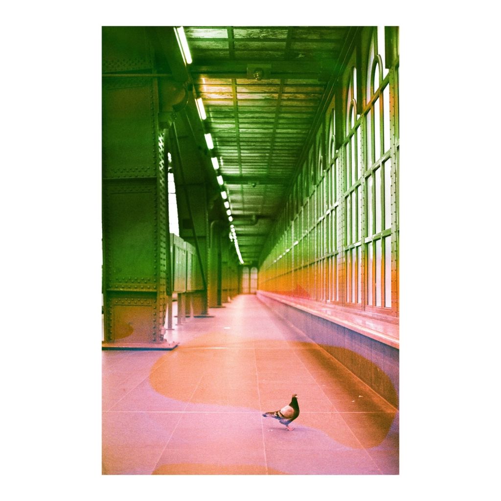 Un pigeon dans une gare. Pellicule altérée par une soupe. Nuance de vert et de rose orange.