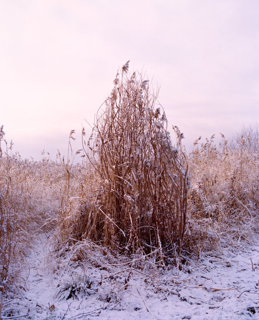 Photographie de Kati Leinonen montrant des herbes enneigées en Finlande