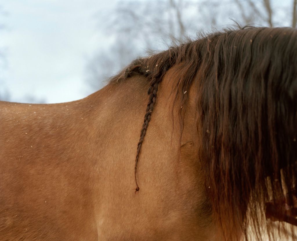 Photographie de Kati Leinonen montrant la crinière d'un cheval