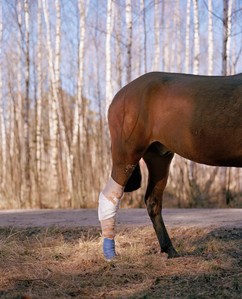 Photographie de Kati Leinonen montrant un cheval blessé