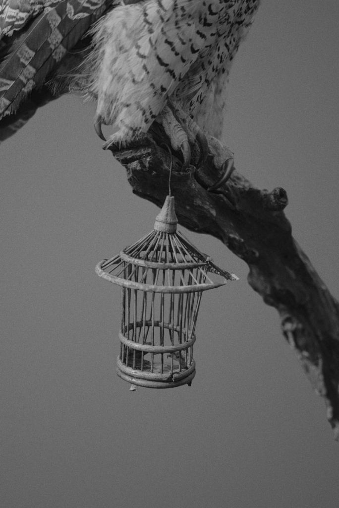 Image en noir et blanc d'un oiseau portant une petite cage