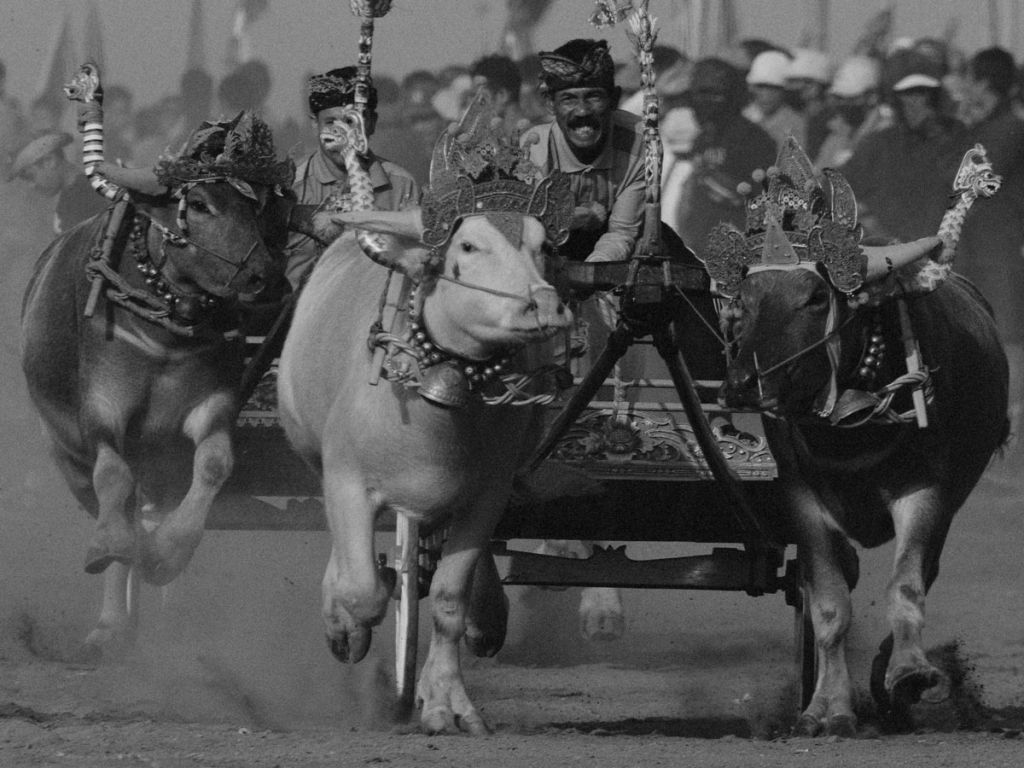 Image en noir et blanc d'un char conduit par des vaches lors d'un évènement