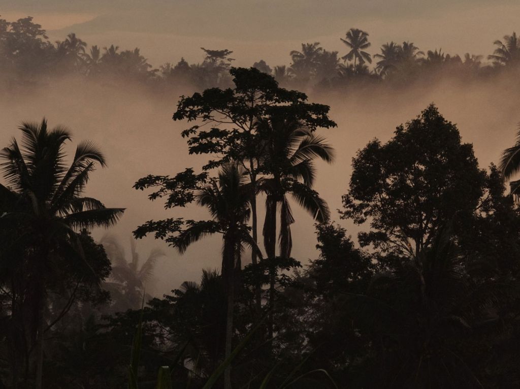 Image d'un paysage de forêt au crépuscule