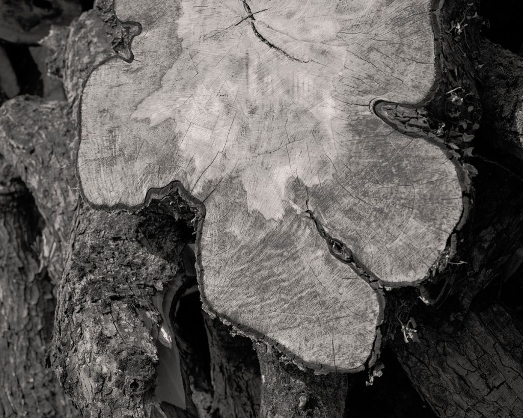 Photographie d'Adeline Praud montrant une souche d'arbre