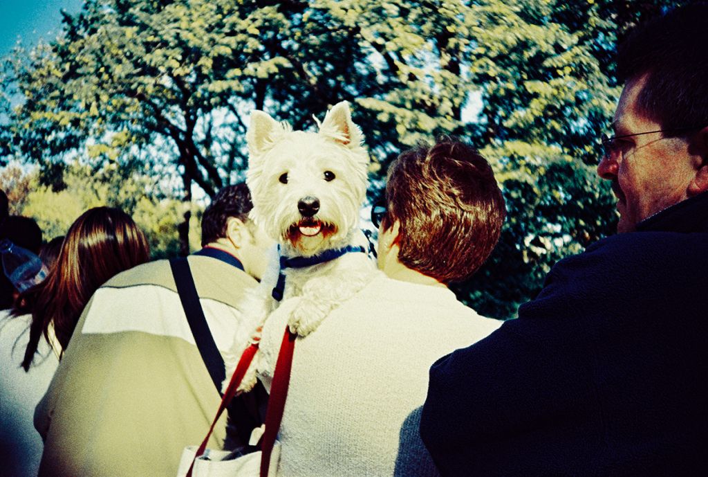 un chien dans les bras de passants de dos