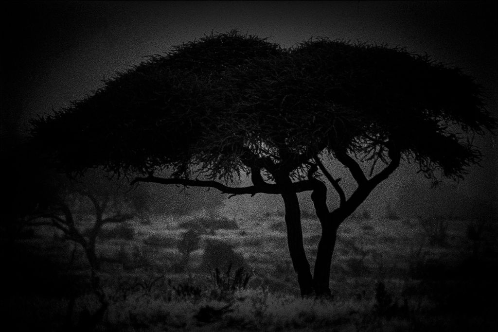 Un acacia en noir et blanc, pris au Kenya.