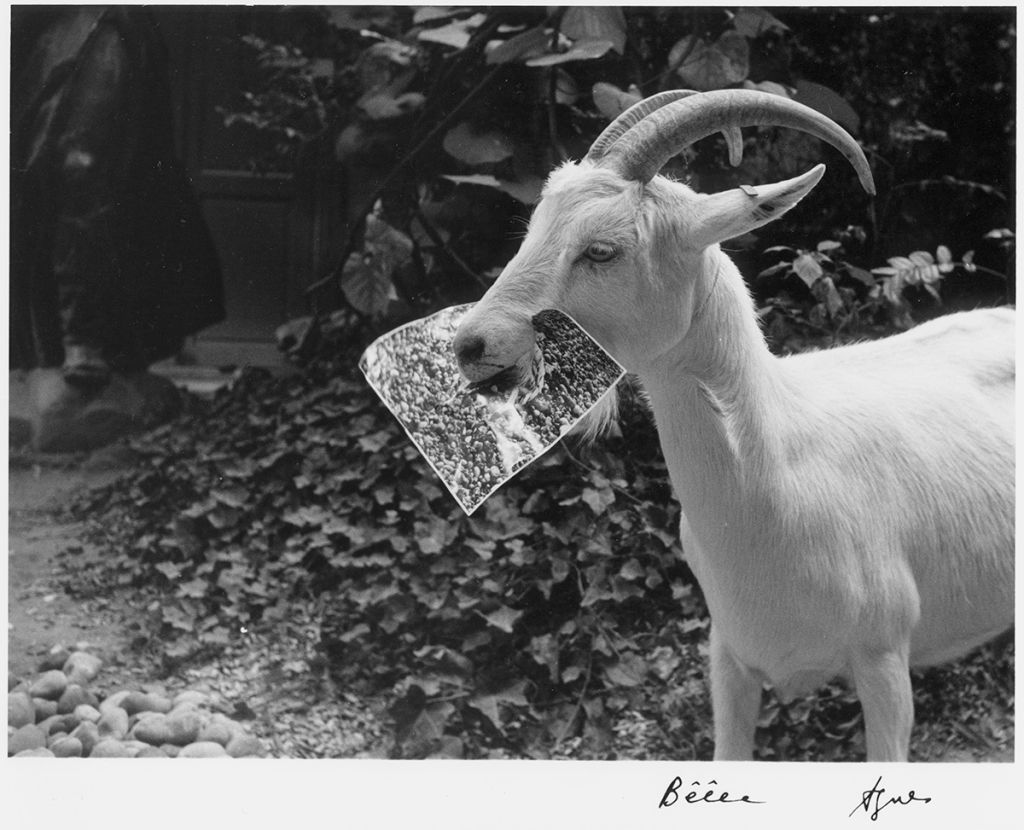 Un bouc mangeant une photographie. En noir et blanc.