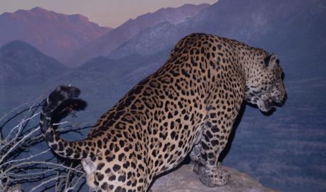Safari on display – taxidermy and kitsch in New York City