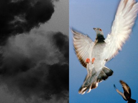 Cinquante nuances de gris : les pigeons sublimés par Chloé Lamidey